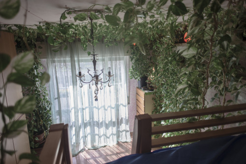 sweetpollyoliver:coltre:my room is slowly turning into a lovely jungle and I love it. check my insta