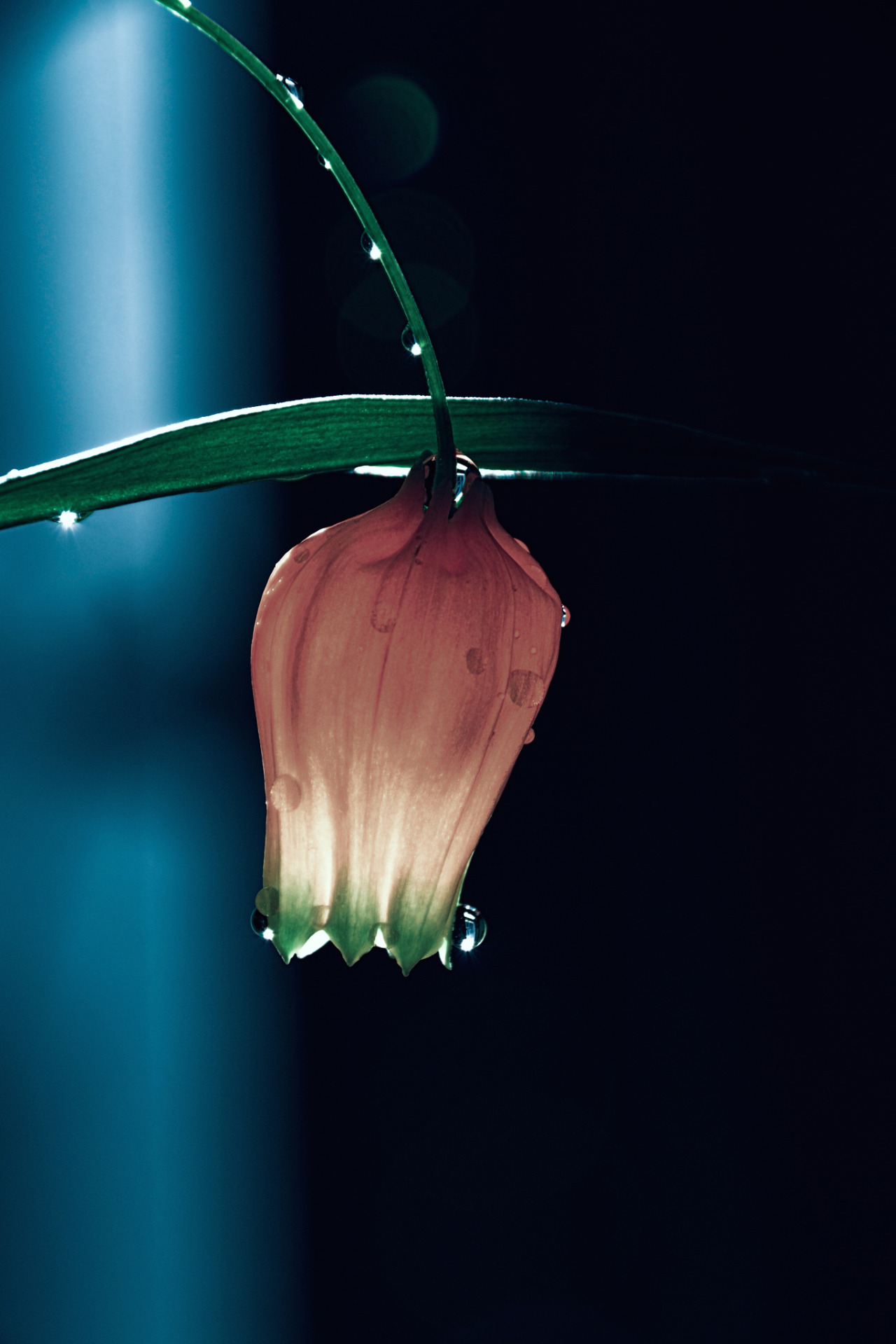 euph0r14:macro | My Mother’s Tears | by wackeranna | http://ift.tt/1F0ntoK