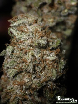trichome-world:  on #cannabis #grow reports