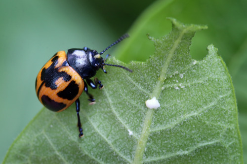 celestialmacros:A triumvirate of red milkweed insects:Large Milkweed Bug (Oncopeltus fasciatus)Red M