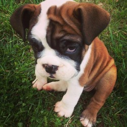 lolcuteanimals:  Awww!  Cute boxer puppy. Source 