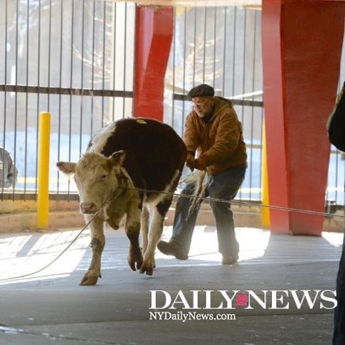 Where’s the beef? A cow was on the loose in Jamaica, Queens today after escaping a slaughterhouse. #