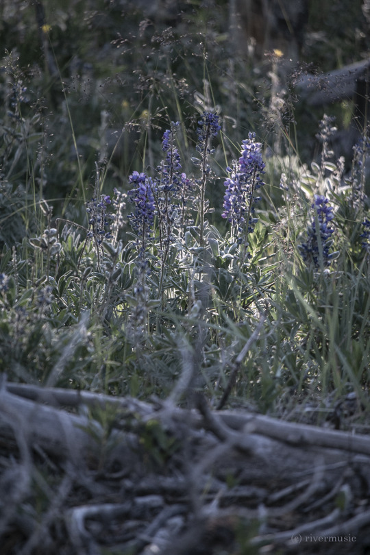 Delicacies: (c) riverwindphotography, July 2020
