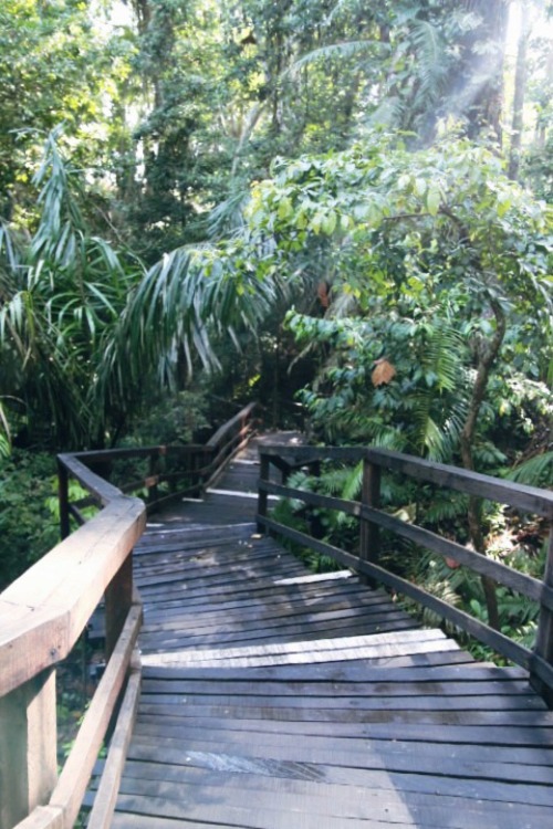 thisismywastedtalent:  Stairs, Monkey Forest, Ubud, February 2016