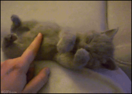 zonahappy:Gatos.