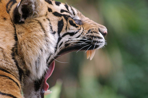 sdzsafaripark:  Tiger Trail Experience by Lisa Diaz 