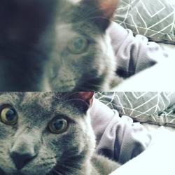 Ozzy taking selfies #catsofinstagram