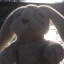 memorizerbunny