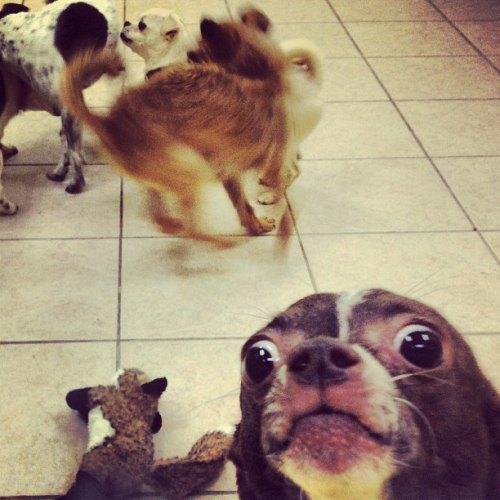 pleatedjeans:25 of the Best Animal Photobombs of All Time