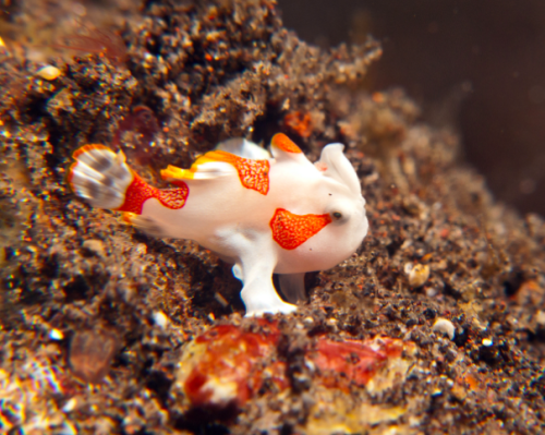 hedgehog-moss:I discovered in a sea book today that the frogfish uses its fins like paws to walk on 