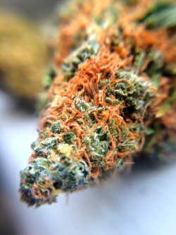 nickijuana:  iPhone shot