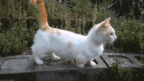 babyanimalposts:  feeling down? you need this baby animal blog in your life!