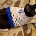 tami-taylors-hair:yehudah:compilationHappy Hanukkah to all my Jewish human friends and Happy Hannukkat to their cats!