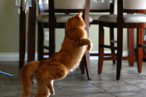 kittehkats:  “Let me show you the dance of my people.” pabuthefirecat:  Pabu, the Acrobatic Cat Pabu: Jump!  Jump!  Double-jump!  