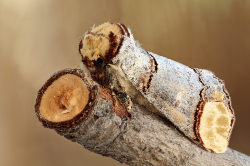 moonfall-requiem:  This is pretty much the perfect camouflage. The Buff-tip moth (Phalera bucephala) avoids predators by disguising itself as a broken stick when at rest. [1] [2] 