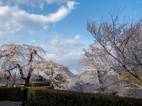 いつもお世話になっているお寺様にて。樹齢300年の枝垂れ桜が今年も花をつけてくれていました。Cherry blossoms 2022. The weeping cherry tree, said to