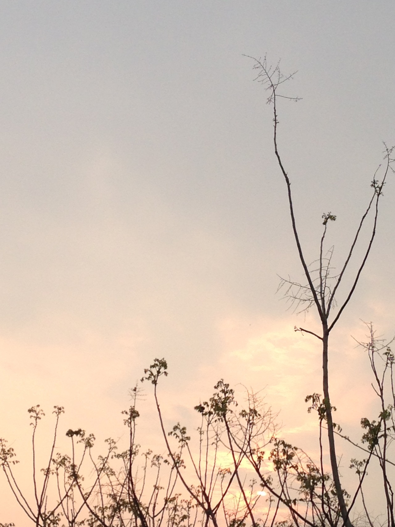 shortelf:the sky after light rain