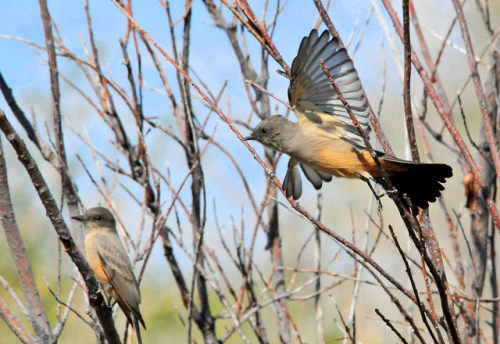 Say’s Phoebe on Seedskadee National Wildlife Refuge 01 by USFWS Mountain Prairie on Flickr.
“ A pair of Say’s phoebes near headquarters on Seedskadee National Wildlife Refuge. They are common near refuge headquarters during the summer, often spotted...