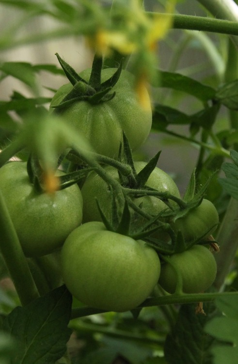 Paradeisische Entwicklungen …..  (tomatoe developements)