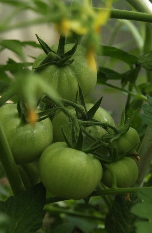 Paradeisische Entwicklungen &hellip;..  (tomatoe developements)