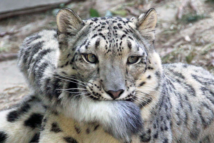 cobalt-doll:  awesome-picz:   Snow Leopards Love Nomming On Their Fluffy Tails. @dan-rowbell