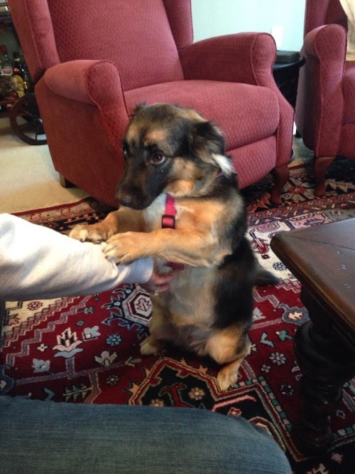 awwww-cute:  Can I please have a treat? (Source: http://ift.tt/1eTuu1J)