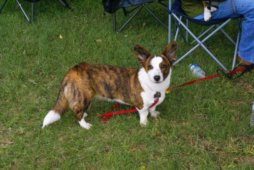 fenrisandrockythevallhunds:  Cardigan appreciation post, from Corgi Celebration 2013! 