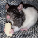 breizh-rats avatar