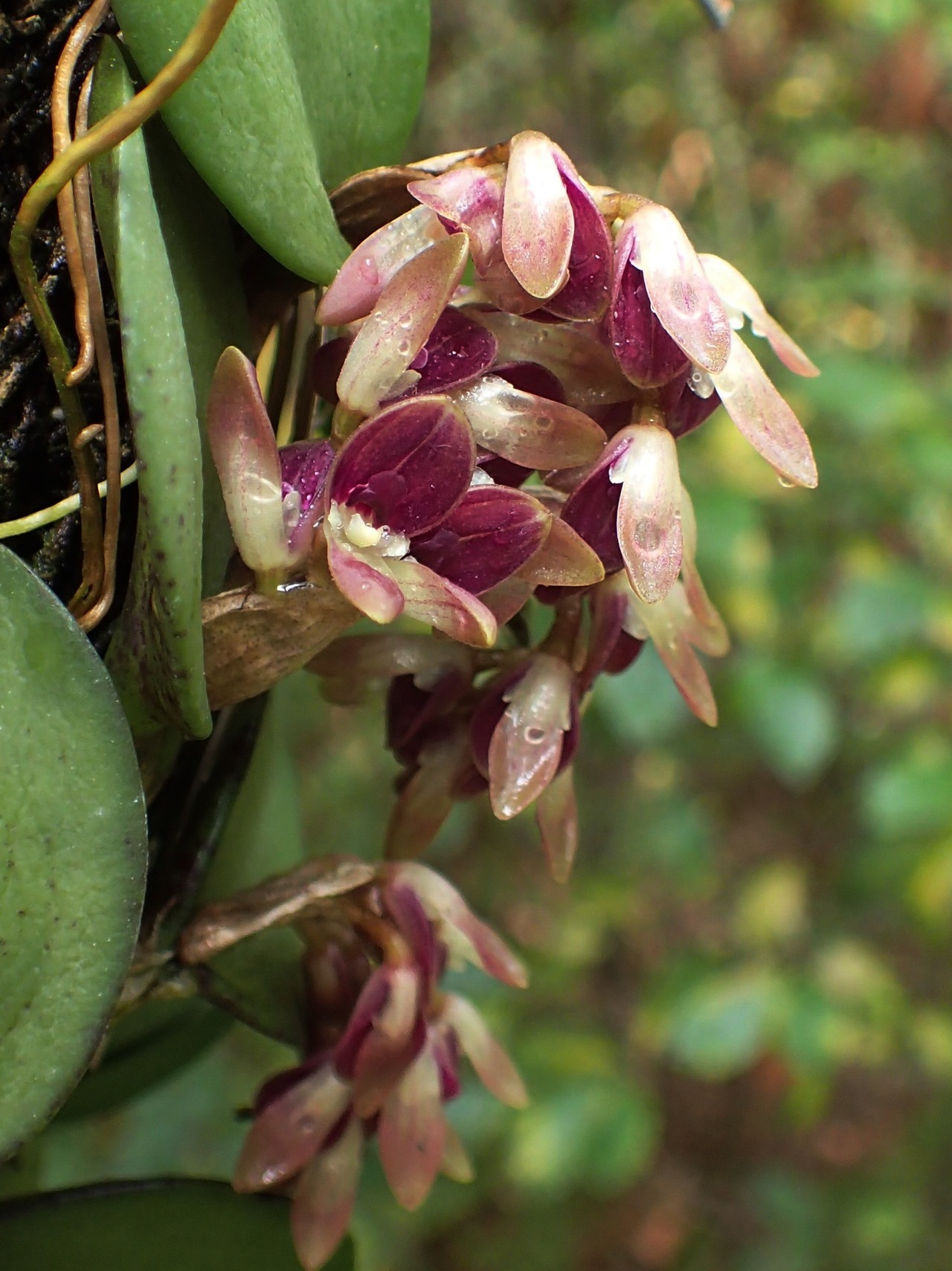 orchid-a-day: Acianthera recurva Syn.: Specklinia recurva; Humboltia recurva; Pleurothallis