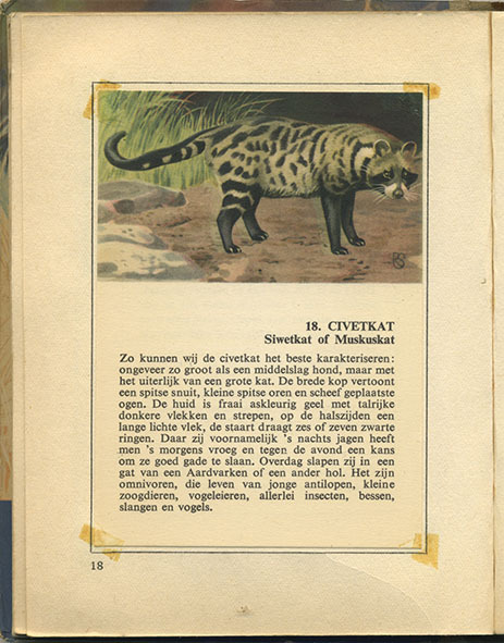 Civetkat - From: De Kruger Wildtuin - vintage book illustration