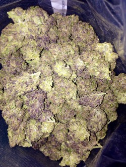 cosmocloud:  purpiity Purpz hybrid of Black Cherry Soda / SourD 