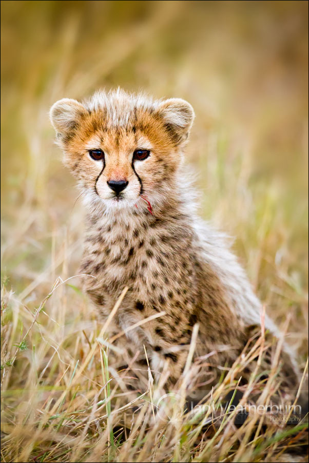 sevenbigblueseas:  Cheetah cub kill by Ian Weatherburn For more pictures like thisplease