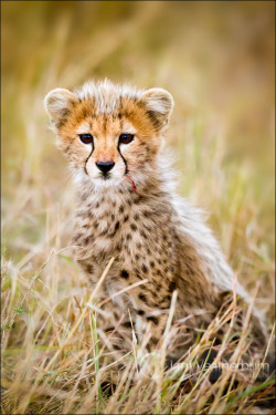 sevenbigblueseas:  Cheetah cub kill by Ian