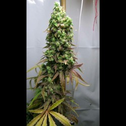 weedporndaily:  #kaboom the largest bud #jackscleaner and #vortex how can you go wrong by subcoolseeds