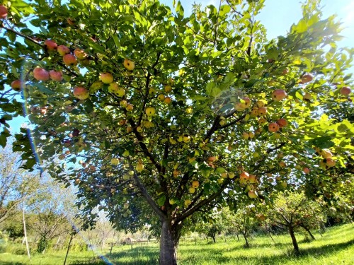 fruit trees