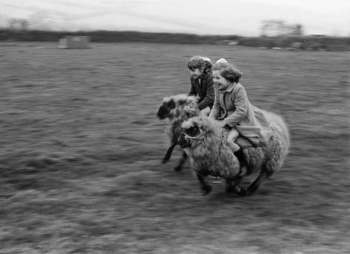 disgruntledmenshevikjohnmulaney: historical-nonfiction: Girls racing sheep in Aberystwyth, Wales. 19