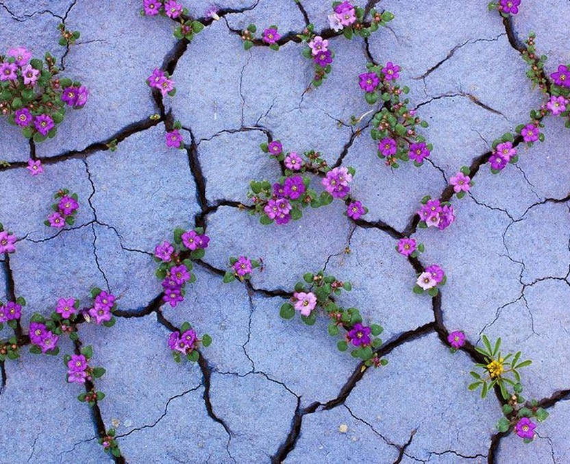 milkywayrollercoaster:  Nature Doesn´t Give Up photos web 