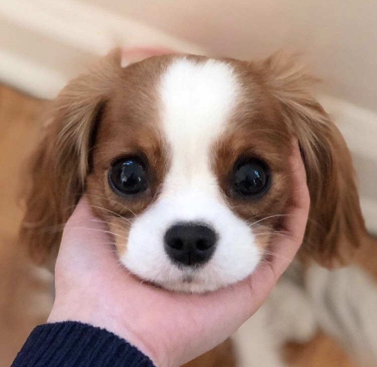 friendly-animals: (Source) 