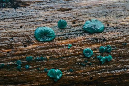 Almindelig grønskive Lat: Chlorociboria aeruginascens #mushroomspotting#mushroomhunting#danis