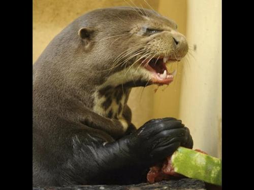 le-temps-plus-que-parfait:  “Otter dislikes porn pictures