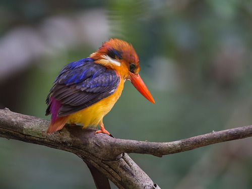 callstheadventurescience:for-science-sake:The Oriental Dwarf Kingfisher (Ceyx erithaca) is a shy, ra