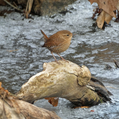 Winter Wren (Troglodytes hiemalis)January 25, 2022Southeastern Pennsylvania