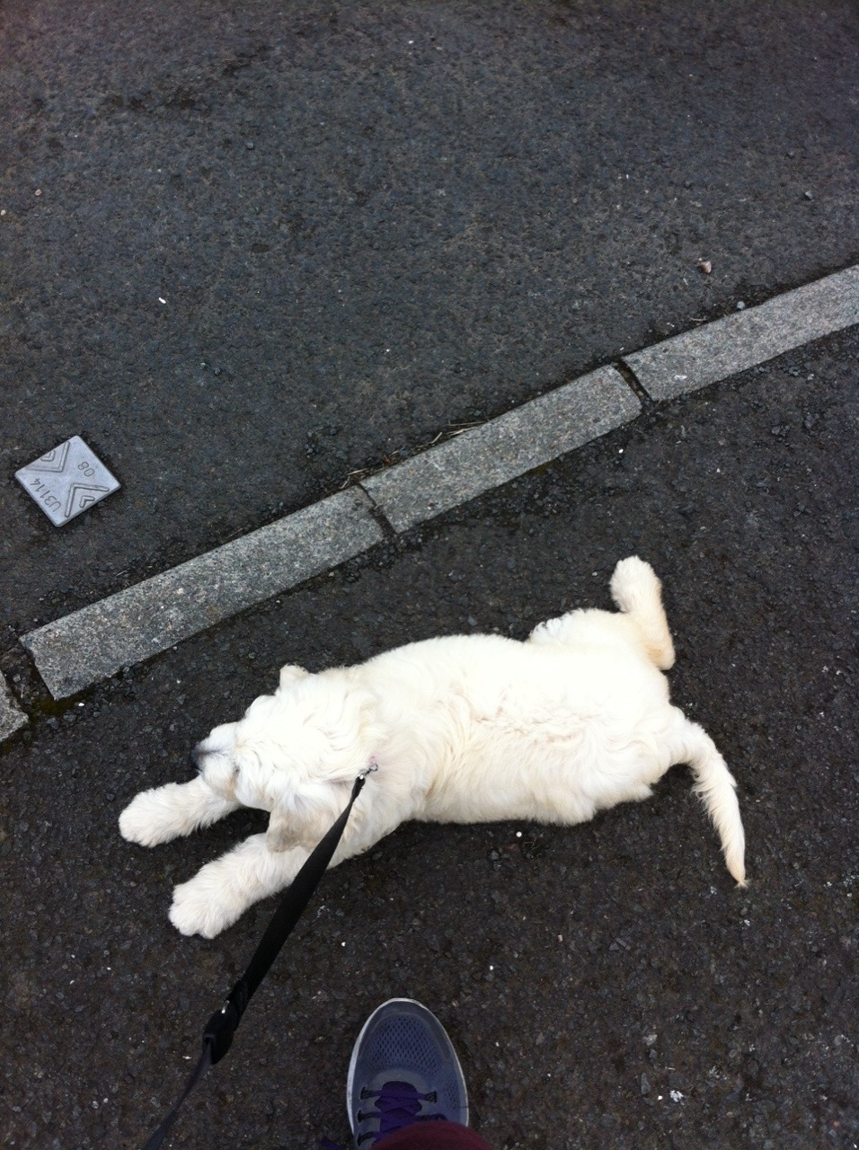 tonypulisfanclub:  &ldquo;Walking&rdquo; the dog