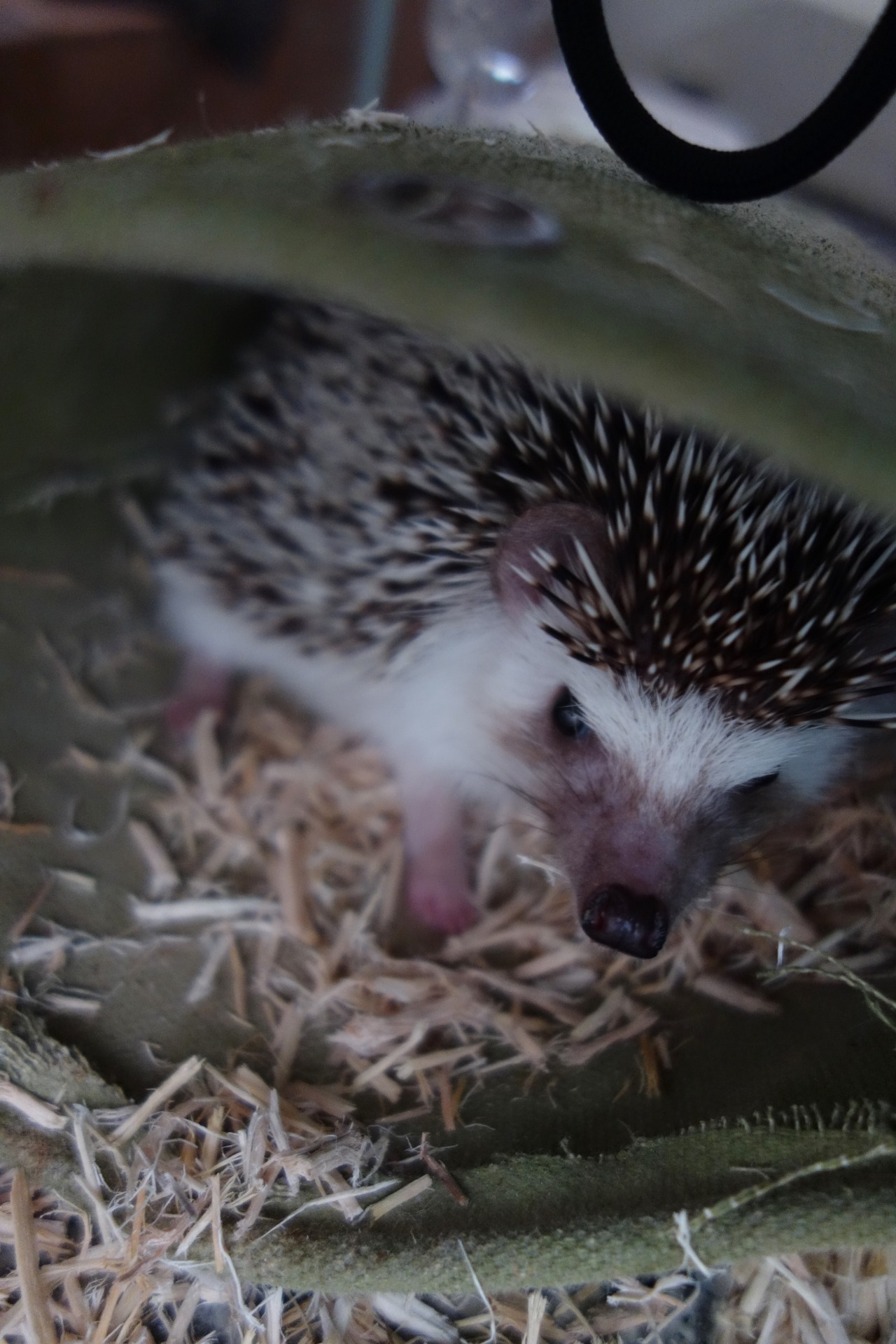 meddythehedgie:  実録！ハリネズミ