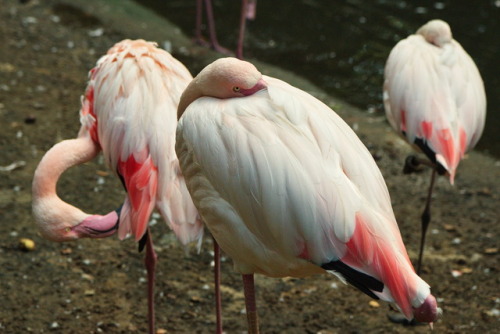 One-eyed. Einäugig.Flamingo Zoo Chemnitz, 2017.