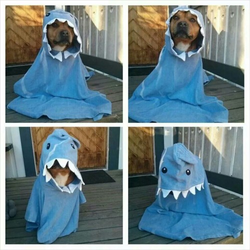 awwww-cute:  Lol. They will never find me 