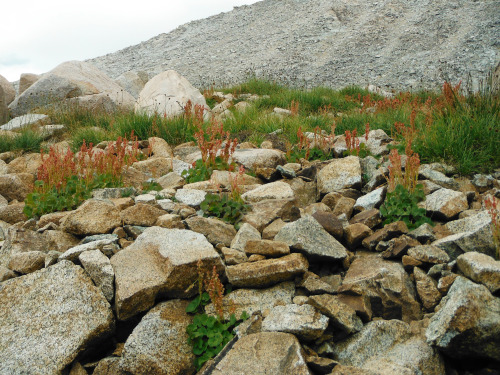 Alpine Sedge, Carex subnigrican. Pinnacles Lakes Basin, John Muir Wilderness, Sierra Nevada Mountain