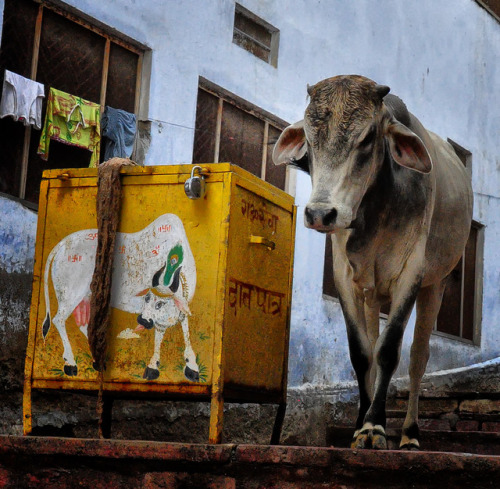 HOLY COW CONTAINERPushkar, Ajmer, Rajasthan, IndiaRod Waddington - CC