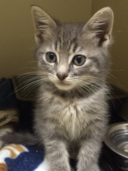 bruno, a kitten staying at my mom’s clinic !(submitted by @rabiiez)