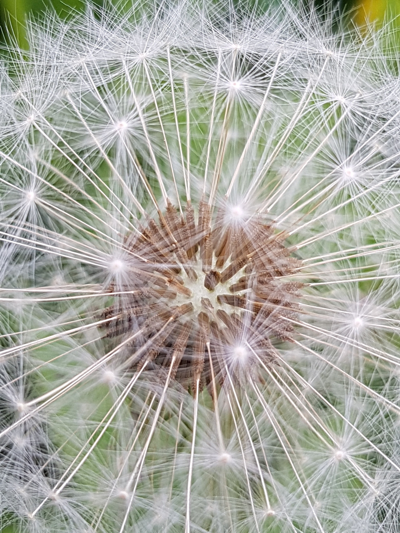 a-sweetheart-being-40: darkazazael:  Wishes.  Dandelion’s always make me think